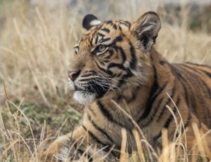 West Midlands Safari Park